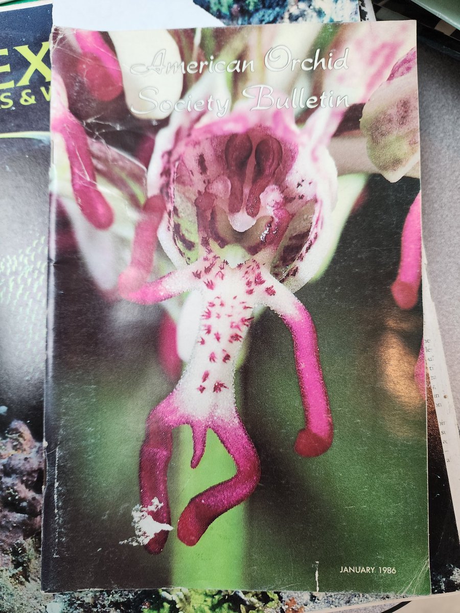 We're organizing our classrooms at the greenhouse and have been going through a whole bunch of old plant books and magazines. I present the cover of the January 1986 issue of the American Orchid Society Bulletin. Yes, that's a real orchid. No, I dont know why it looks like that.