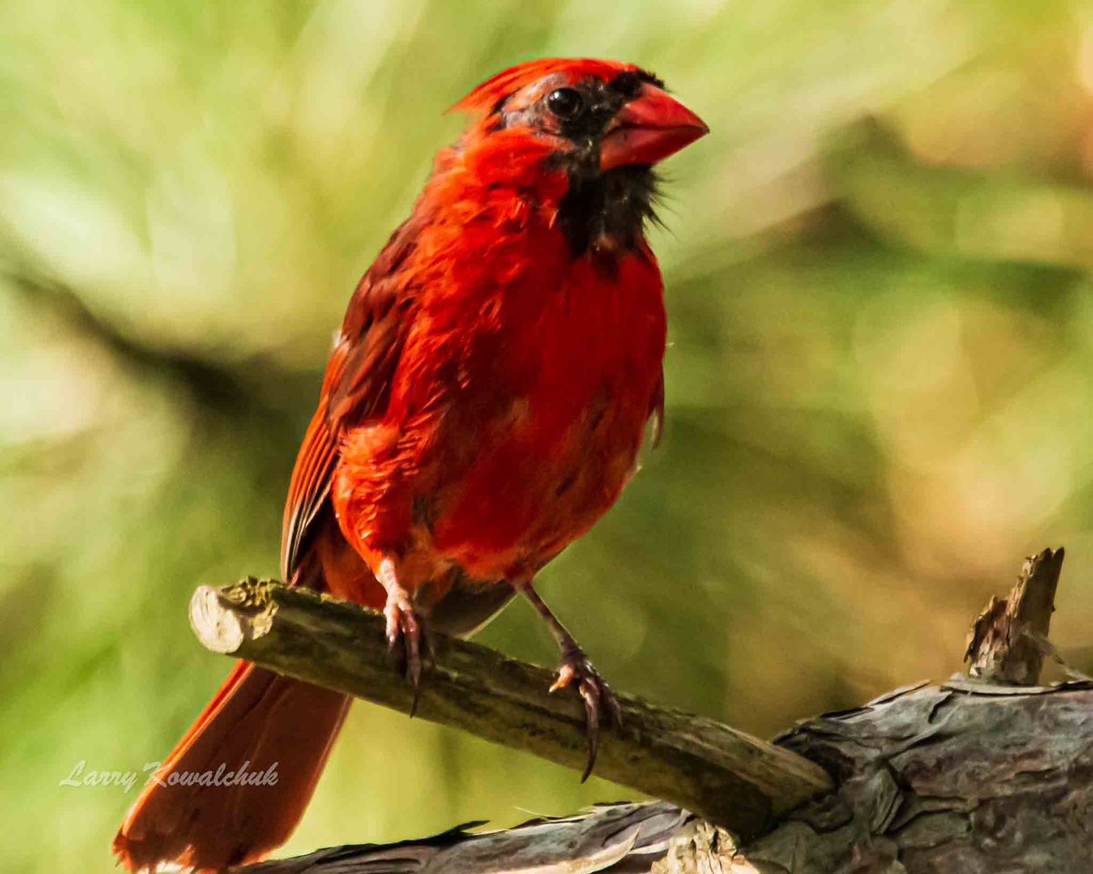 Cardinal in Backyard Tree #bird #birdphotography #NaturePhotograhpy #NatureLover #ThamesCentrePhotographer #XPhotographer #Ontario