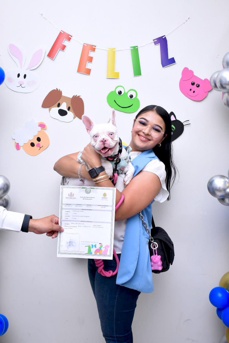 #ElSur | ¡Hoy Molly se convirtió en una ciudadana perruna oficial! 🐾 Su ama decidió poner su nombre en el acta de nacimiento, convirtiendo a Molly en una pequeña Bulldog Francés legalmente registrada.