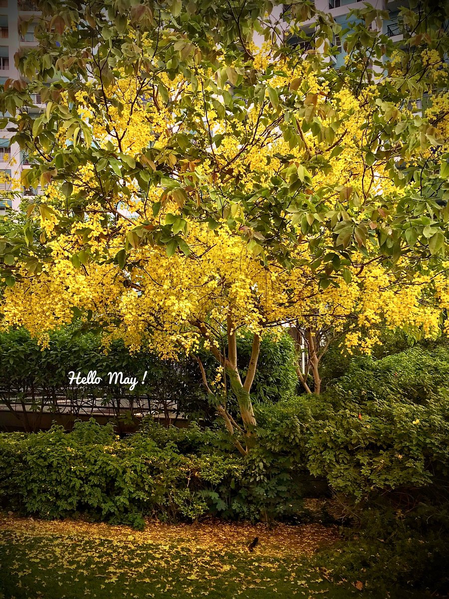 bellarosa000's tweet image. Hello May !
#HeaderUpdate