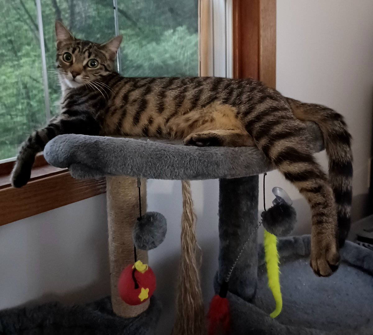I'm stretching out to try and beat the heat on this #TabbyTuesday. Is it unseasonably hot where you are, too? #CatsOfX #CatsOfTwix #TabbyCat