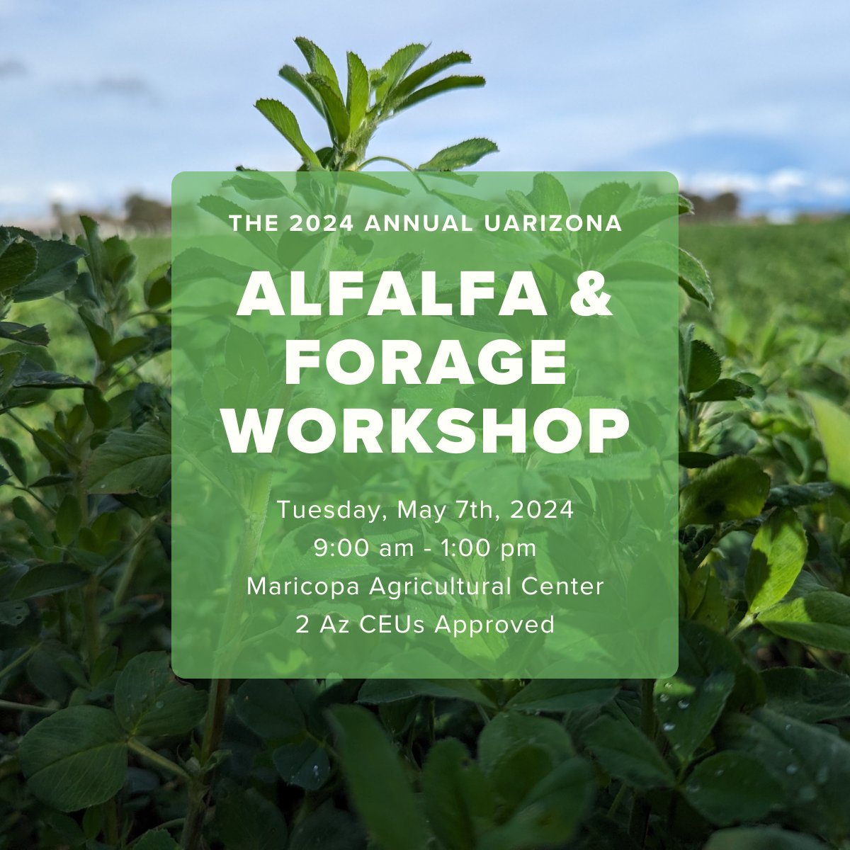 Join us Tuesday, May 7th at 9 am for the 2024 Annual UA Alfalfa & Forage Workshop!
Topics: weather, agronomic, soil and pest management practices for alfalfa and forage crops in Arizona and the southwest
tinyurl.com/2024forage
#alfalfa #agriculture #agronomy