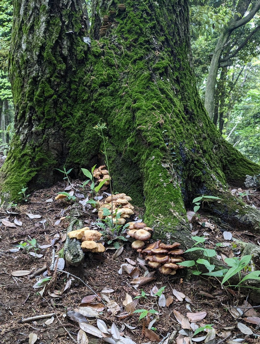 ナラタケの黄色と苔がめちゃくちゃ絵になるなぁ 今度作ろう。