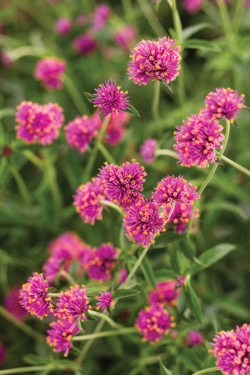 We heard you were looking to add award-winning beauty to your #garden this season?! Here are the top 20 all-time award-winning annuals from @Proven_Winners to make things SUPER easy on you! provenwinners.com/ideaboard/2589…