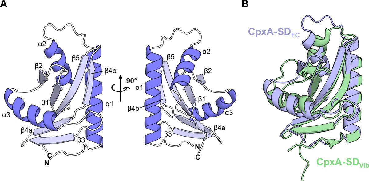 New in JBC press: 'Researchers' findings provide insight into the diversity of the organization of PAS sensory domains and how they regulate sensor kinase activation.' Learn more: jbc.org/article/S0021-…