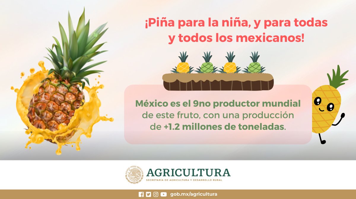 La piña es una fruta tropical deliciosa, nutritiva y llena de nutrientes, incluyendo vitamina C, manganeso, vitamina B6, tiamina, cobre y ácido fólico.😯 ¿Sabes qué otros productos son de temporada? Consúltalo: rebrand.ly/q4czk8w Comparte tu forma favorita de comer piña. 🍍