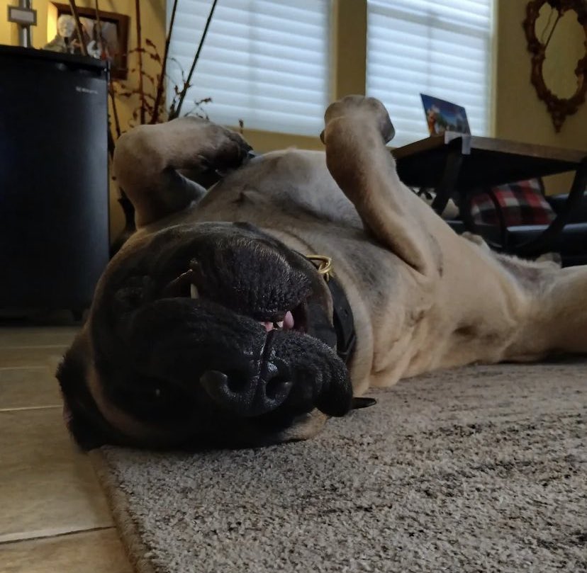 Valkyrie 🃏 tweet media