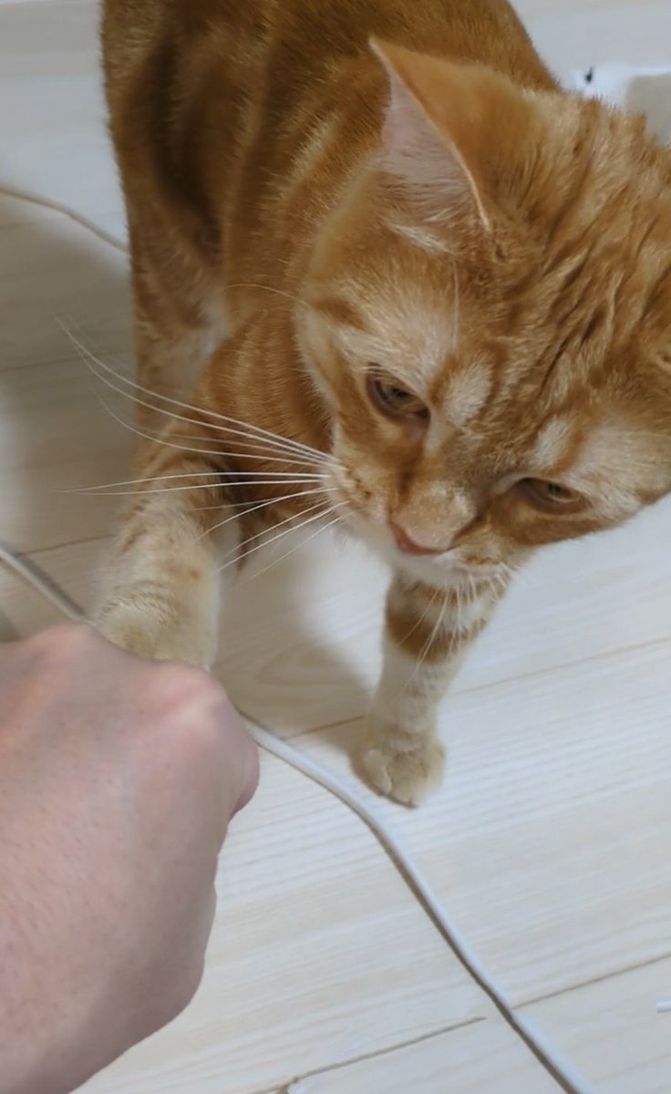 グータッチ🤛するねこ(=^・^=)　もみじ🍁です😻　#猫のいる暮らし　#猫のいる幸せ　#とらほー　　とらほー🐯🙌　阪神勝利の喜びです🥰✌️５月も楽しくよろしくです🤝🫡👍🍀