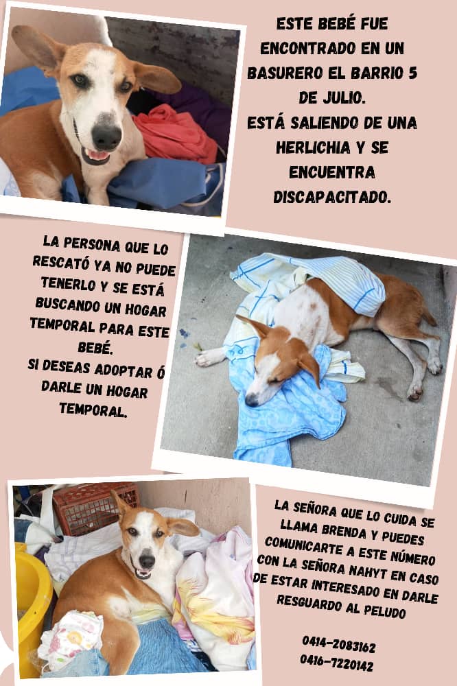 Reporta @fch_estefani: AYUDAME A DIFUNDIR ESTE CASO, EN BUSCA DE HOGAR TEMPORAL