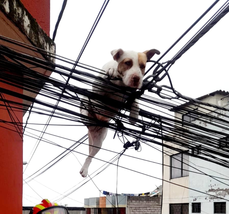 🐾 #RescateAnimal | ¡No es un pájaro, ni un avión! ¡Es un perro atrapado en los cables❗

🦋🐕 Este travieso peludito perseguía a una mariposa por la terraza de su casa en Llano Grande.

🧵