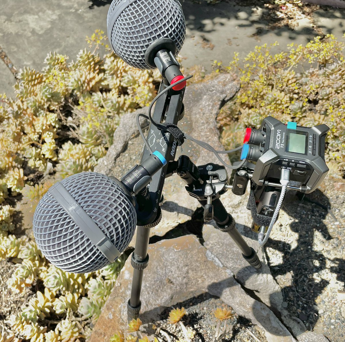 Shaved a pound off by going with separate windshields and lighter cables. 15-17h rec time with stereo phantom power @ 24/96. #fieldrecording