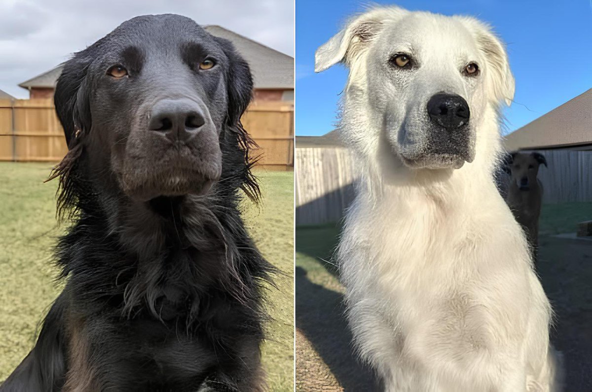choquei's tweet photo. 🚨VEJA: Cachorro de pelo preto fica completamente branco por conta da doença do vitiligo. https://t.co/xjnJJyg4wf