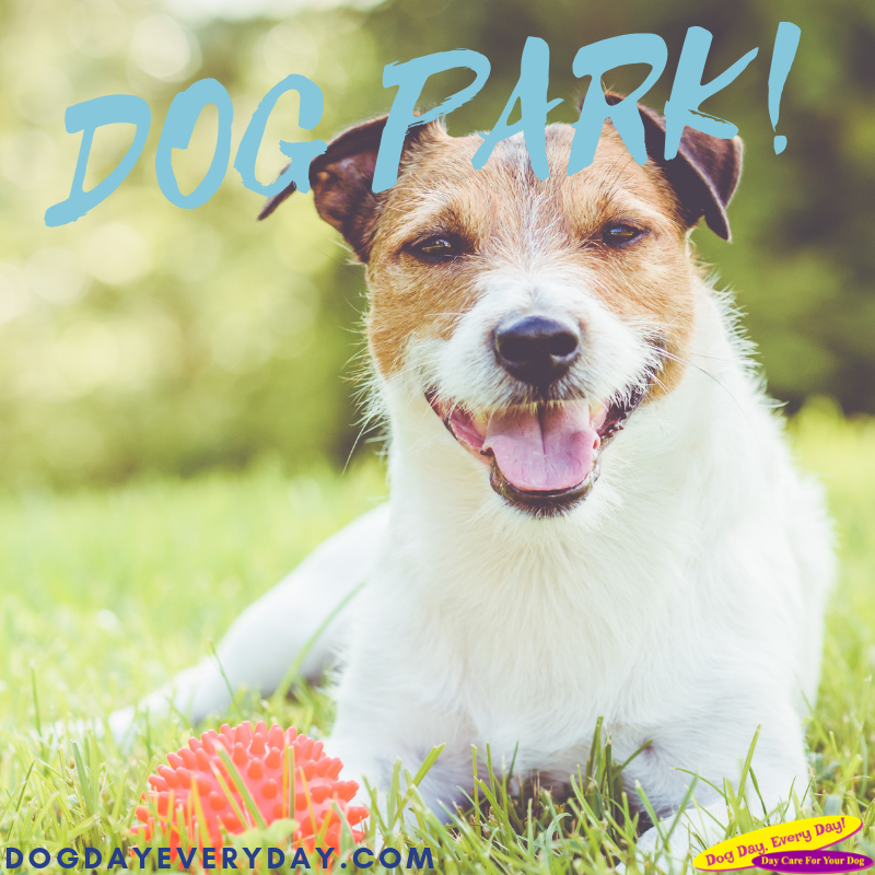 Did you know you're supposed to wait until your pup is 6 months old before you take them to the dog park? At Dog Day, we can take #dogs as young as two months! bit.ly/3wfHgkF #PetParents #WeLoveDogs #WestChesterOH #DogFacts #PetLife #Cincinnati #DoggieDaycare