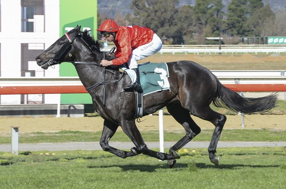 'He has bounced off that last run really well and is up and about and really glowing.' Craig Widdison's Prelude winner The Prodigal Son returns to Wagga on Thursday chasing the $200,000 Town Plate. 📸 @Bradley_Photos READ: tinyurl.com/jupbz57s