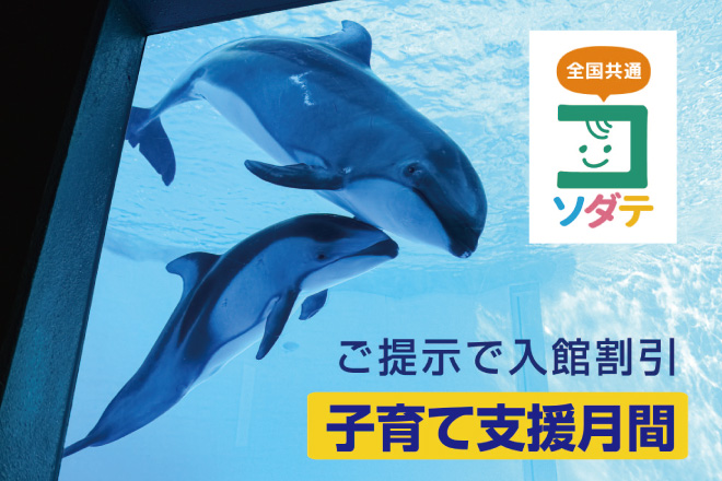 2024年5月6日(月・祝)～5月31日(金)まで「子育て支援月間」として入館料金の特別割引を実施します。 「チーパス」など各自治体発行の「子育て支援パスポート」のご提示で入館料金が割引に！小人・幼児には館内で楽しむスタンプラリーノートをプレゼントします。 kamogawa-seaworld.jp/event/event_in…