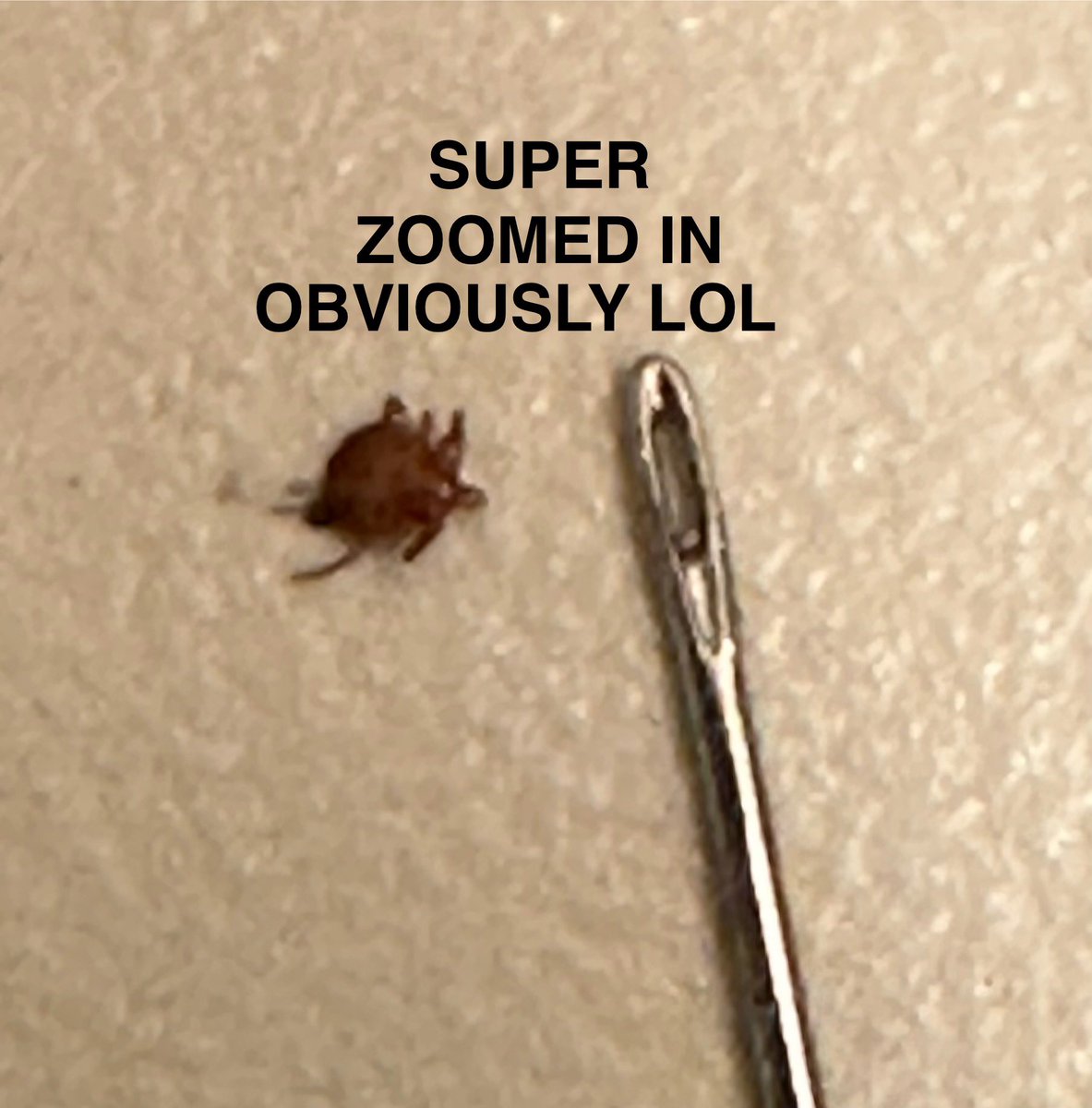 PSA: ticks can be the size of a needle or pin head.. they’re out in full force now. Found this one before my shower and found a big one in my hair while showering.. be super diligent, they’re gross little arachnids!!😱