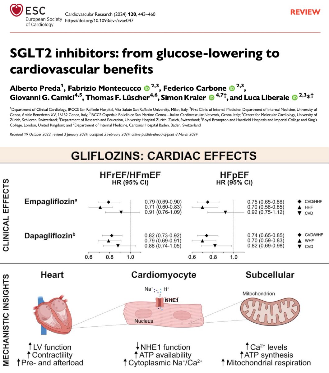 happy to see our review on SGLT2i - from bench to bedside now online, highlighted as editor's choice @CVR_TomaszGuzik grateful to co-lead this article with a great scientist & friend @liberale_luca 👉 doi.org/10.1093/cvr/cv… @CarboneF82 @TomLuscher @ESC_Journals @escardio