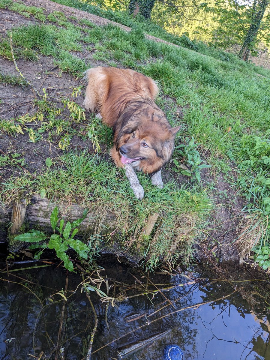 CamasTheCollie's tweet image. Another day, another ball in the water incident. At least this time it was by a jetty so a nettle free rescue for Fiona. She needs to improve her throwing. 🐾🐾⚾💦🙂
#BorderCollie
#NotALabrador
#FetchIt
#TongueOutTuesday