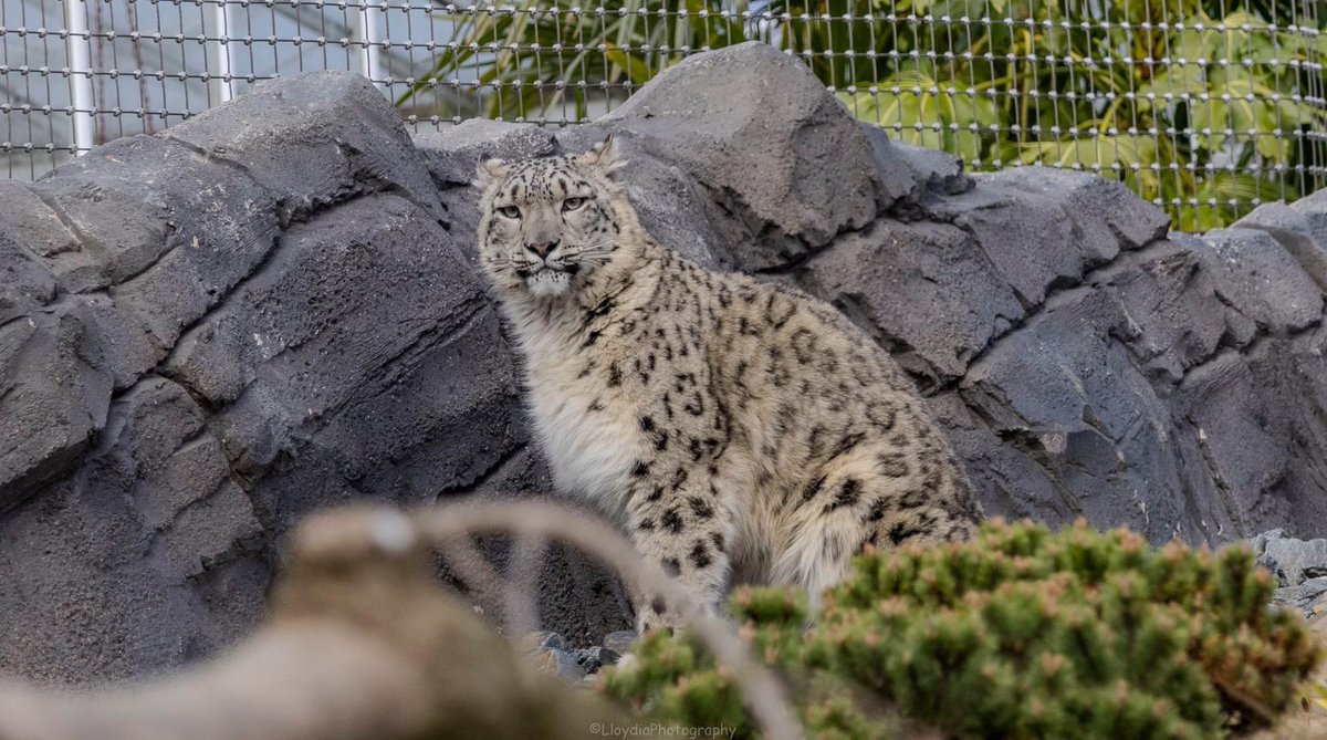 A few from the Zoo today <a href="/chesterzoo/">Chester Zoo</a> <a href="/VisitCheshire/">Visit Cheshire</a>
