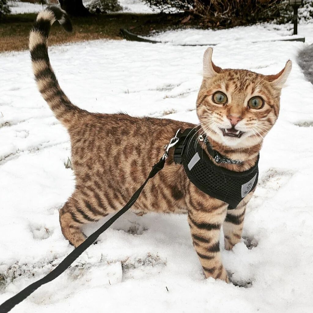 cat reaction after seeing snow for the first time.