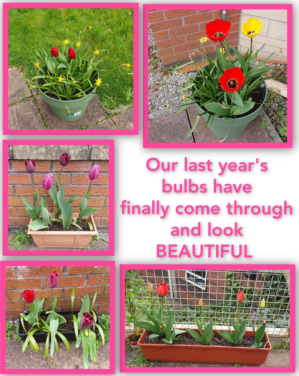 Updating the plants that were planted last year by the residents. They are blooming beautifully 🌷🌺💐 #nazarethhousemanchester #ncct #springtime