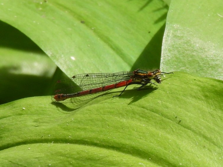 14 spot Ladybird & Large Red Damselfly both on Beeston Common and year firsts today