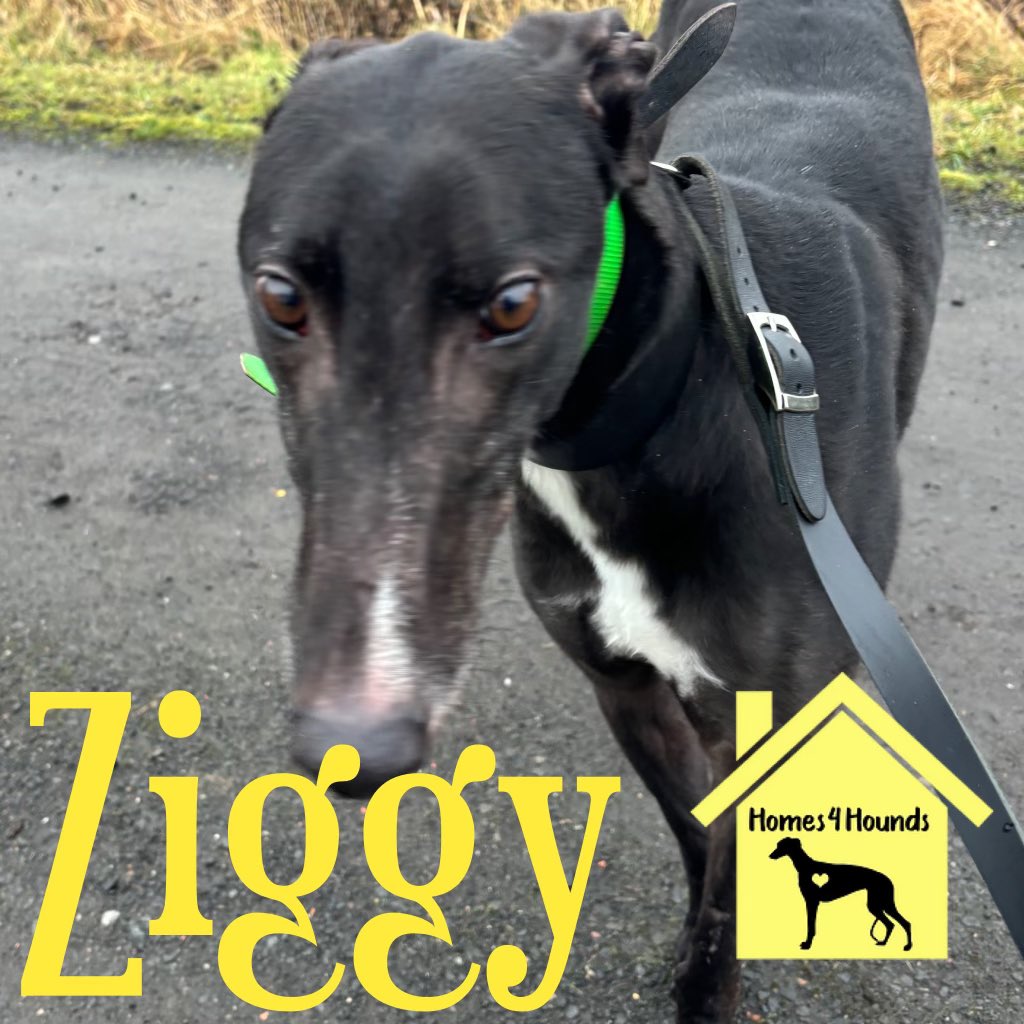 Ziggy has been a dream of a boy in foster now he has settled. Currently with another male greyhound . Ziggy hasn’t been fazed by anything he’s met For further info 
TEXT or WHATSAPP ZIGGY to 07765452882 or 07795226544. Or direct message ZIGGY.