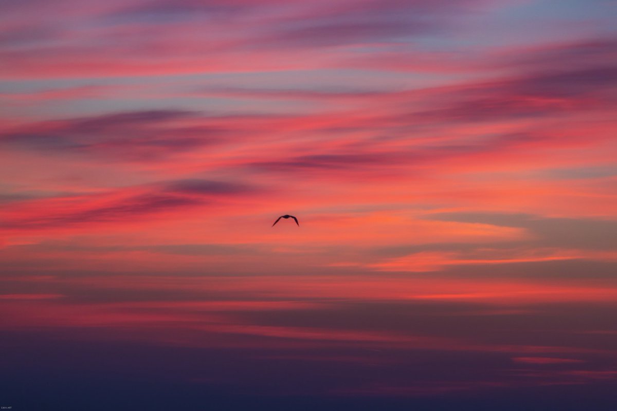 In the canvas of the sunset sky, a lone bird spreads its wings, a symbol of love's endless flight.