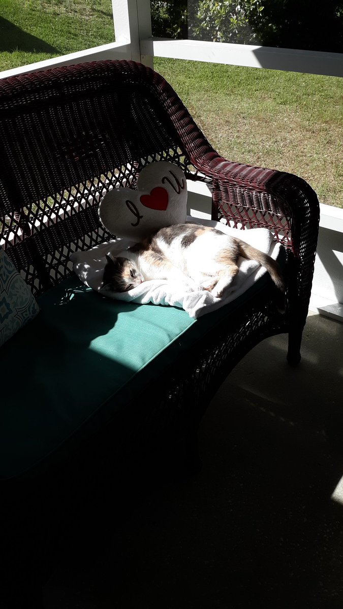 Happy #takeanaptuesday, my furpals 😻🐾💕 I have such great 'staff' here, mom moved the loveseat so I could take a nap in a sun puddle. (Secret) staff loves to move furniture around😹😹 hope you all have good staff too😽 #CatsofTwittter #CatsAreFamily #cats #hedgewatch #bekind