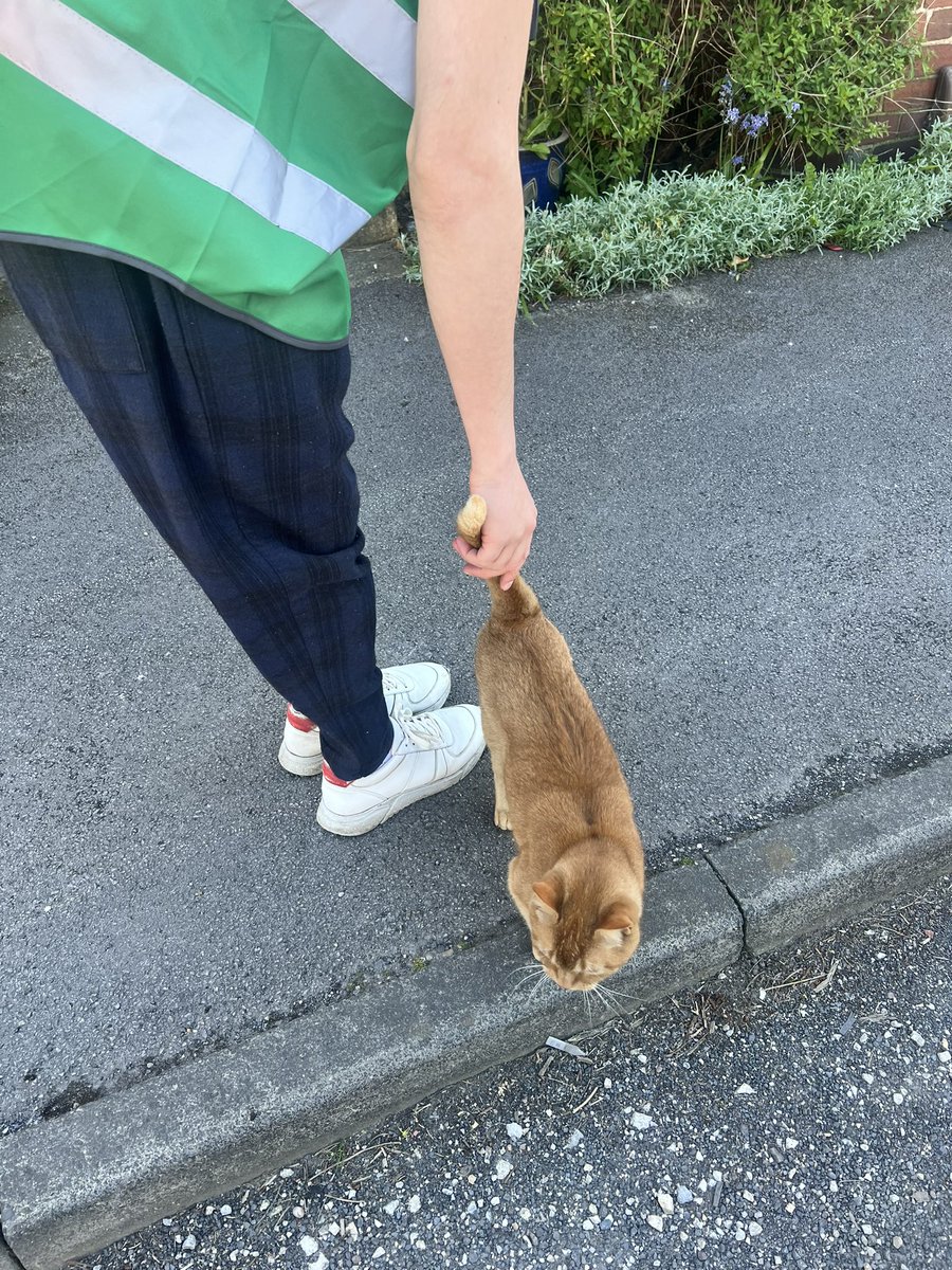 Cats in Armley and Wetherby are voting Green on Thursday. They’ve already sent their pawstal votes off 💚 #YorkshireCatsVoteGreen