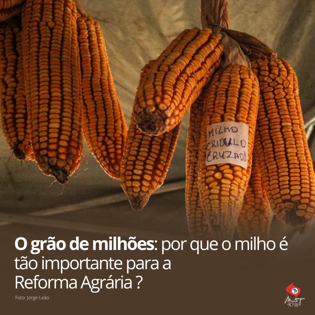 🌽 O grão é um dos mais produzidos no Brasil e no mundo e atingiu marco histórico de preço. 📲 SAIBA MAIS: mst.org.br/2024/04/30/o-g… #AgroecologiaÉoCaminho #TodosPelaReformaAgrária