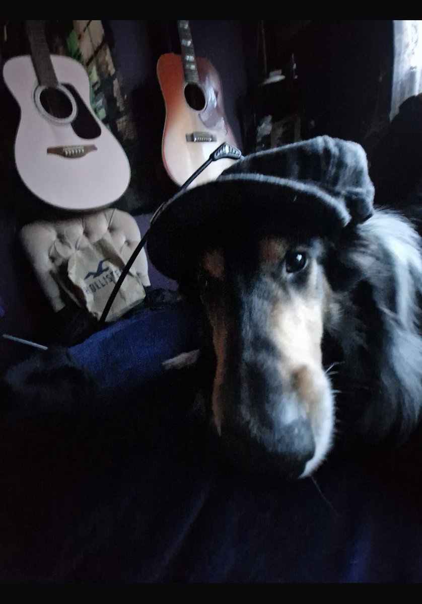 thanksmomband's tweet photo. Please welcome the 5th member if the band. 
Paddy!

#5thmember #irishroots  #indiemusicians  #livinglife https://t.co/Buk5S1CHNT