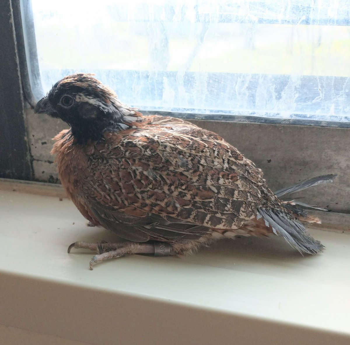 'If I stay very still, maybe they won't see me...'
Isn’t he cute? This is one of the male masked bobwhites in Sutton Center’s conservation breeding program. #maskedbobwhite #quail #endangeredspecies #suttoncenter #conservationeducation #oklahoma #birds #birdsofinstagram