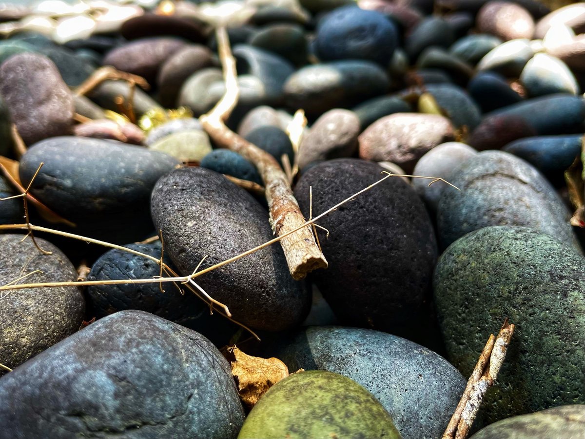 When you live 3 feet above sea level on land that once was part of the Gulf of Mexico, there ain’t many rocks for #rockintuesday, but I do have landscaping stones …