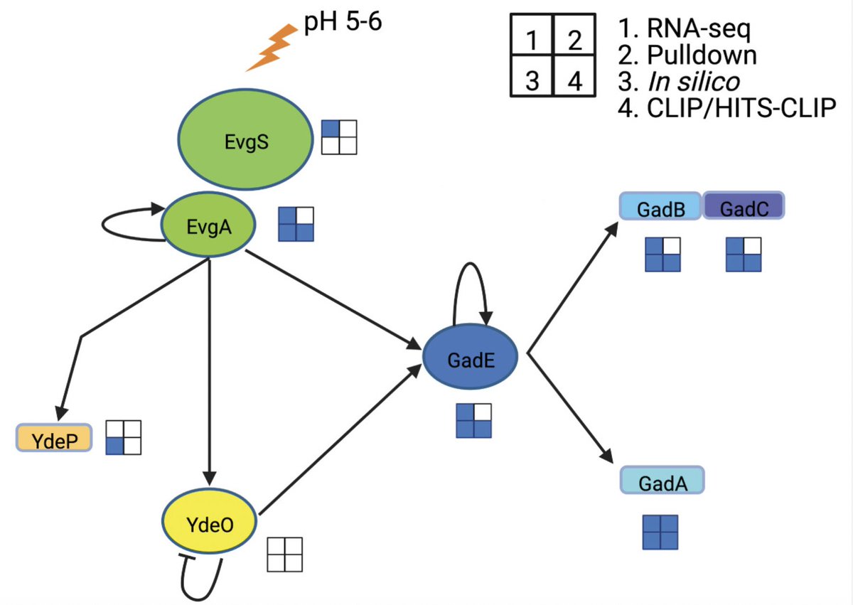 JB Editor's Pick: Regulation of the extreme acid stress response of E. coli - tradeoffs between growth, host interactions and acid stress response. journals.asm.org/doi/10.1128/jb… @ASMicrobiology @JBacteriology