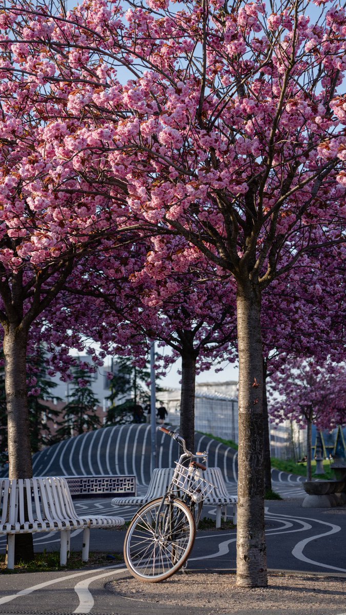 Kopenhag’da Sakura sezonu 🌸

Fotoğraf: (Ensar Ademci / 500px)