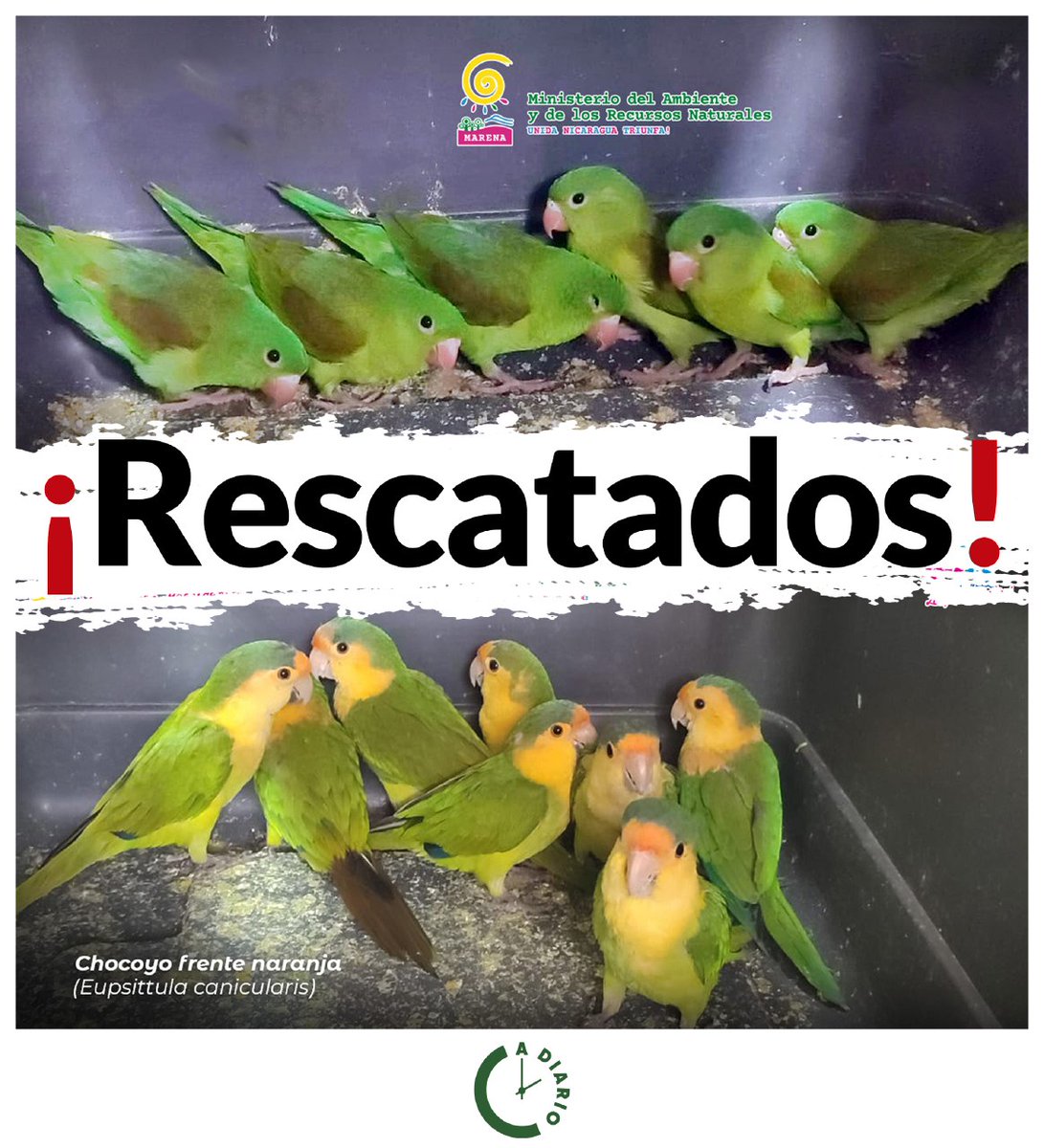 MARENA Rescata aves protegidas en Jinotega.

Estas aves son provenientes de áreas protegidas del municipio de Chinandega en el occidente del país; y fueron encontradas pintadas con agua oxigenada para su venta ilegal.

#Nicaragua
#ADiario