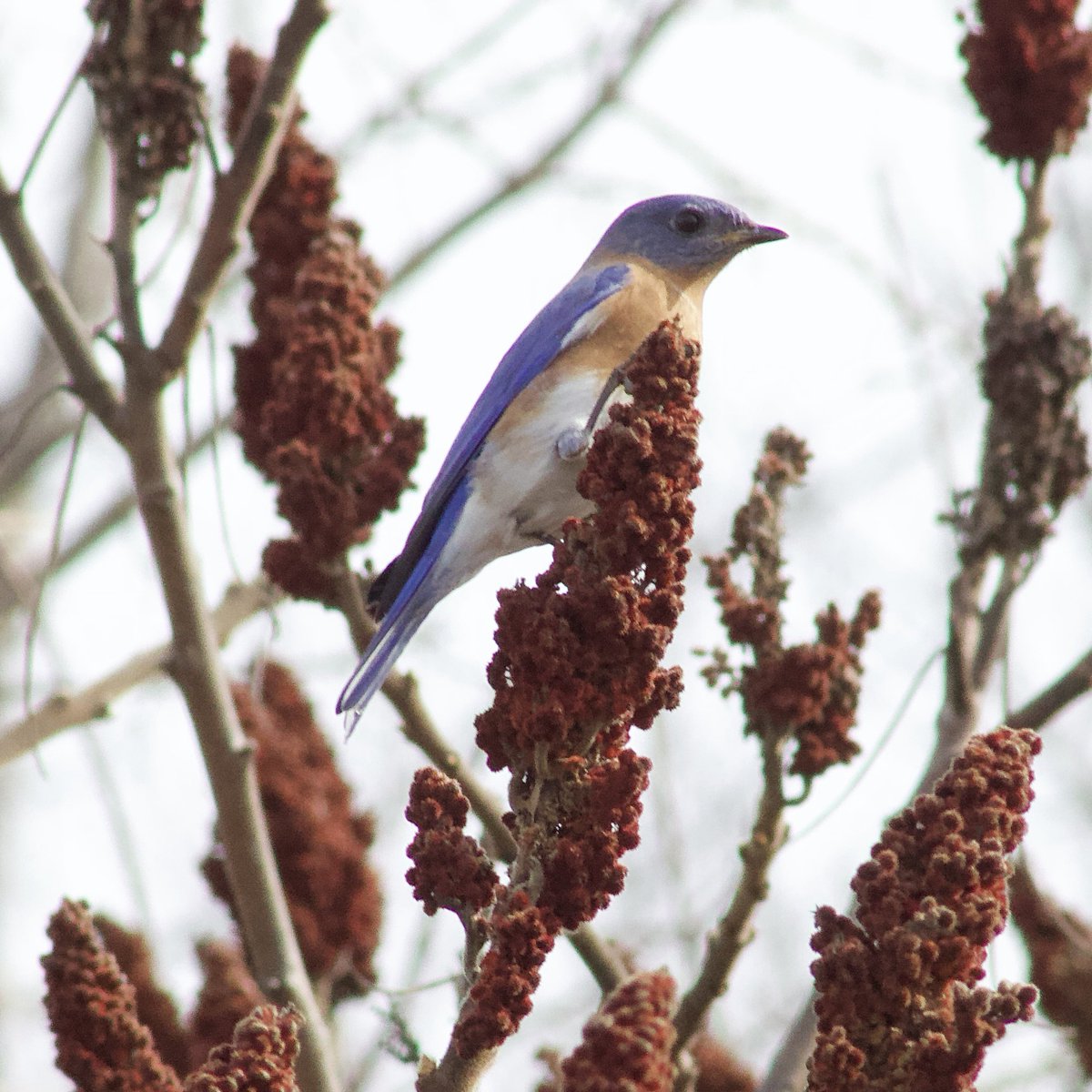 These are from earlier this month, I saw a male eastern bluebird snacking on some staghorn sumac berries!! That’s the third bird i’ve seen snack on these..him, a chickadee, & a catbird!