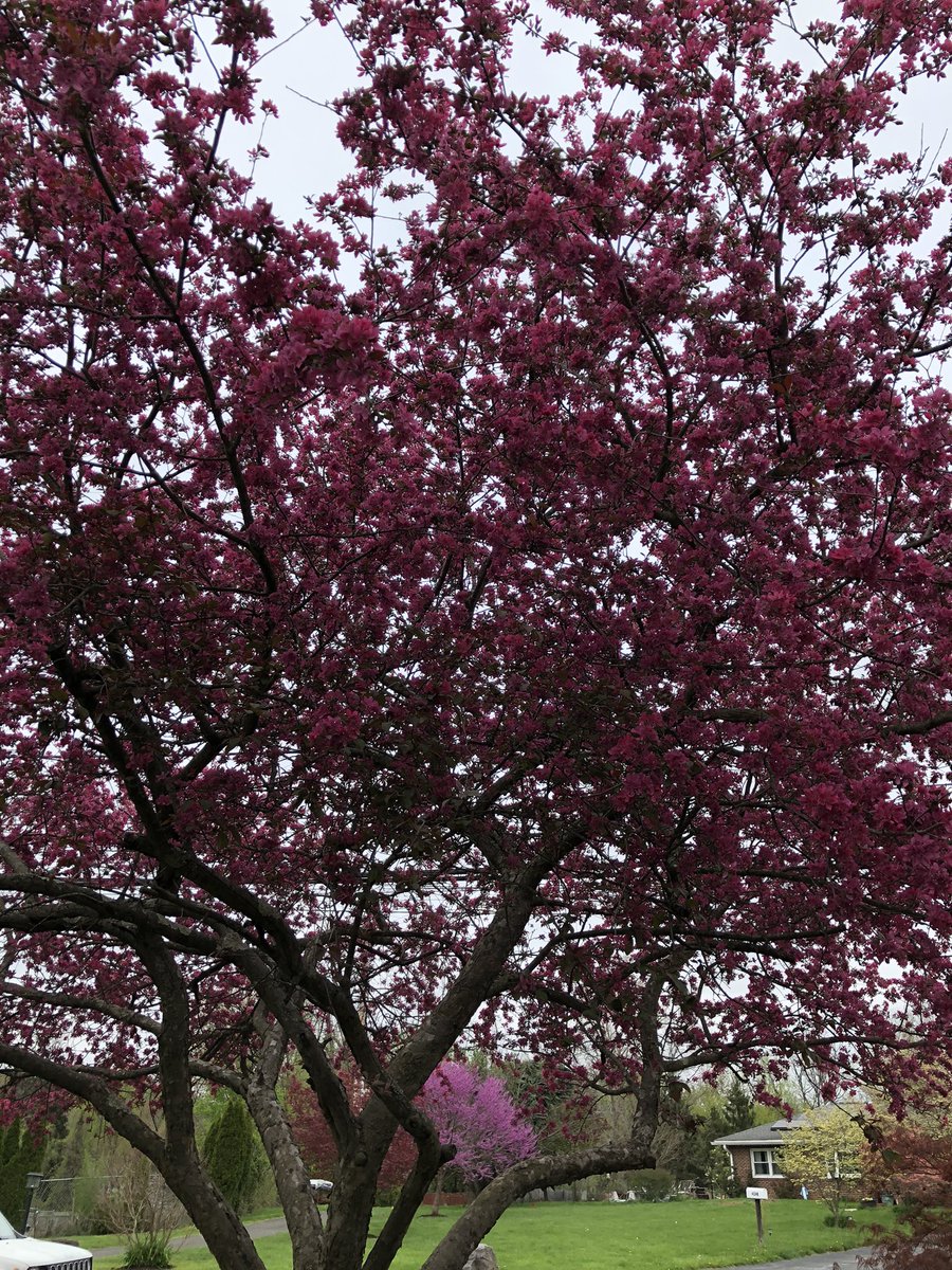 #BlueEarth #VoteForClimate 

Trees not only give us shade & beauty. Without them we literally have no future. 

Please, let them live. 

#EarthDayEveryDay #ClimateCrisis