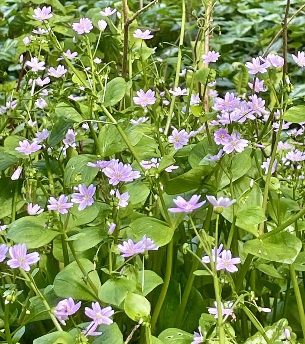 Pink Purslane - pretty as a picture 💕