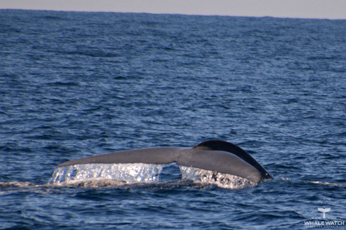 Incredible Blue Whale Encounter. Read the full story here: buff.ly/2HvOQBL
Photo by Whale Watch Western Australia
This is an encounter from 2017
#WhaleTales