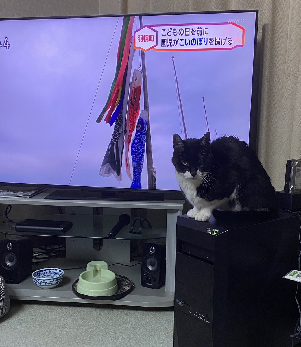 北海道森町の天気は晴れ‼️
本日はハンゾウ先生が朝のあいさつを致します😸
おはようニャン😸
よろしくニャン😸
#猫のいる暮らし
先生が解説しています😁😁