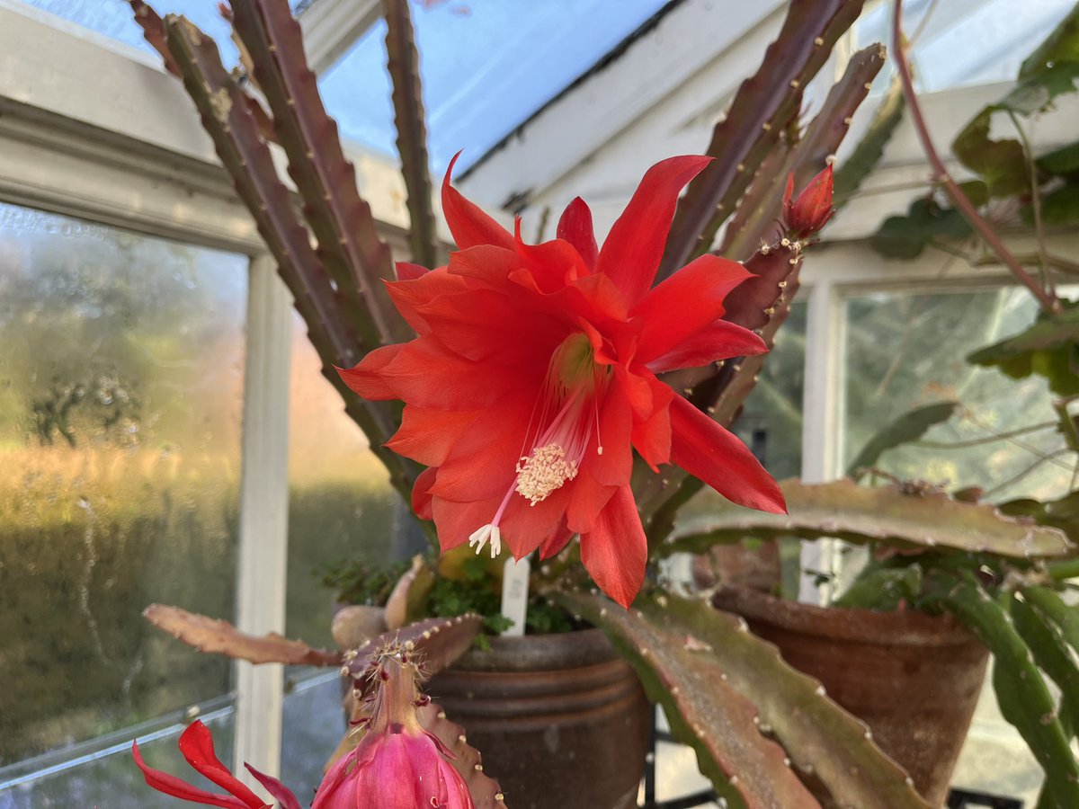 Evening #HouseplantHour loads of #cactus in flower in the green house this week. They’re fleeting but spectacular