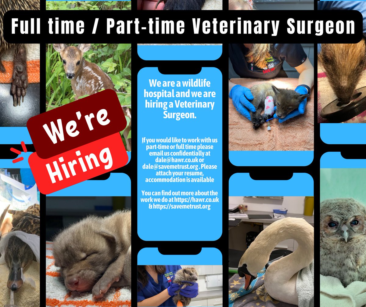 We're hiring a Veterinary Surgeon for our wildlife hospital. If you would like to work with us part-time or full time please email dale@hawr.co.uk or dale@savemetrust.org . Please attach your resume, accommodation is available hawr.co.uk & savemetrust.org