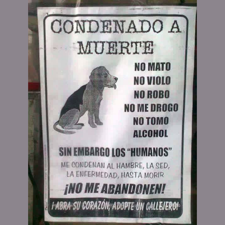 💚Los animales, al igual que nosotros, poseen una rica vida emocional. Respetemos sus sentimientos y existencia. 🐶

#AsistenciaEcológica #perros #animales #DerechoAnimal #respetoanimal #cuidalosanimales #empatia #PlanetaAnimal #Comenta #Comparte #Siguenos #DaleMeGustaALaPagina