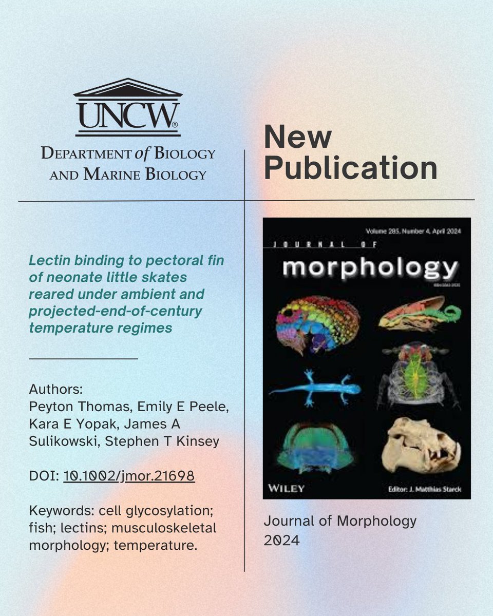 Congratulations to Dr. Yopak and Dr. Kinsey for their new publication!

Journal of Morphology
DOI: 10.1002/jmor.21698

#cellglycosylation #fish #lectins #musculoskeletalmorphology #marinebiology #biology #graduateresearch #uncwilmington #wilmingtonnc