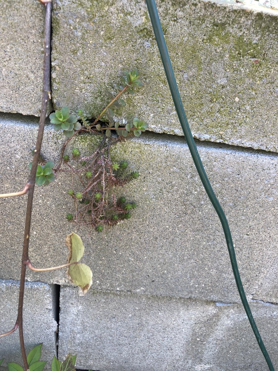 Some kind of sedum growing out this brick, just like me