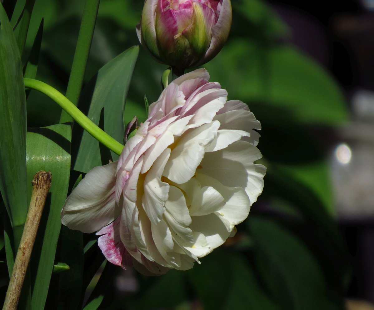 Tulipa Double Surprise #flowers #springwatch
