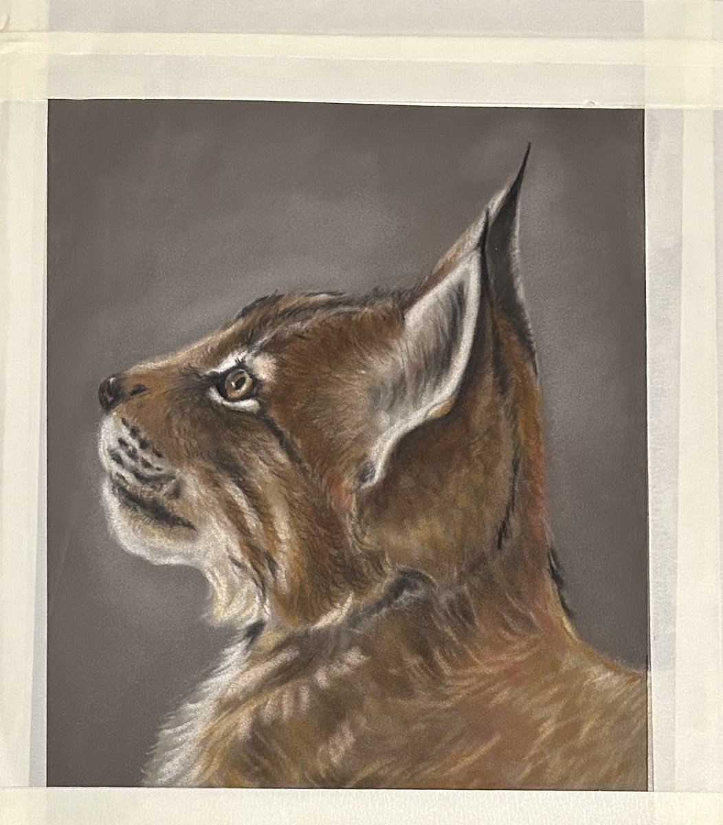 You know that thing I used to do a very long time ago...
I'm back at it!! 😲
This lady was sketched in some time ago, and I figure it's time she was finished.
My art supplies are not what they used to be, but I'm sure I can make it work.
#painting #pastels #lynx