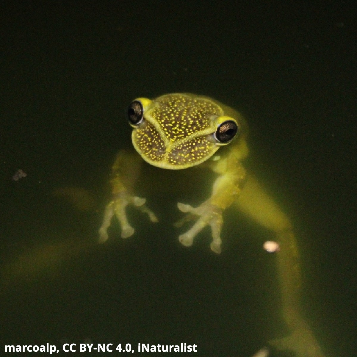 Is this amphibian a visitor from outer space? 🛸 No, it’s the Yucatan casque-headed tree frog! How does it put its unique head to use? When it nestles into tree holes, it plugs the opening with its hard head. This is thought to help the frog moisture in its skin!